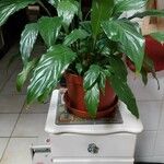 Spathiphyllum floribundum Folha