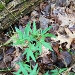 Cardamine concatenata 葉