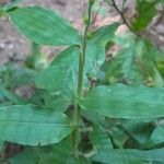 Oplismenus undulatifolius Blad