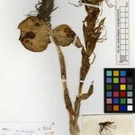 Habenaria mechowii Άλλα