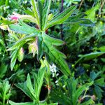 Geranium pratense Leaf