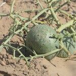 Acanthosicyos horridus Fruit