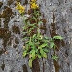 Solidago virgaurea Staniste