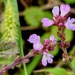 Verbena officinalis Fula