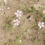 Minuartia geniculata Hábitos