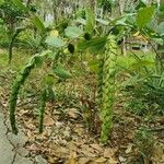 Phyllodium pulchellum Leaf