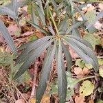 Helleborus foetidus Hoja