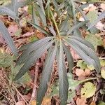 Helleborus foetidus Folha