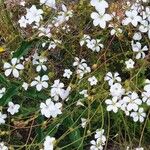 Saxifraga carpetana फूल