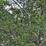 Vachellia macracantha Hoja