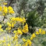 Cytisus lanigerus Květ