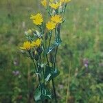 Blackstonia perfoliata অভ্যাস