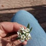 Lobularia maritima Flower