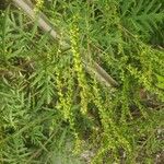 Ambrosia artemisiifolia पत्ता