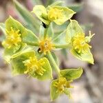 Euphorbia biumbellata Fleur