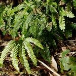 Adiantum hispidulum Blatt