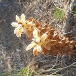 Orobanche caryophyllacea 花