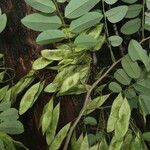 Dalbergia melanocardium Leaf