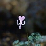 Dicentra peregrina 花