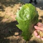 Quercus michauxii Leaf