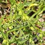 Stachys glutinosa Fruit