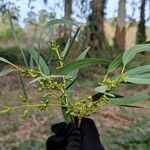 Eucalyptus viminalis Blatt