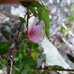 Pavonia columella Fiore