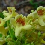 Pandorea pandorana പുഷ്പം