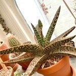 Aloe variegata Φύλλο