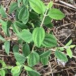 Philadelphus serpyllifolius Folha