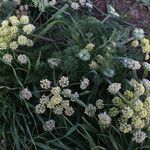 Lomatium dasycarpum Хабит