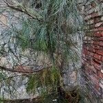 Allocasuarina torulosa Blad