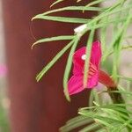 Ipomoea quamoclit Λουλούδι