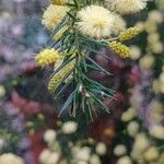 Acacia verticillata Frunză