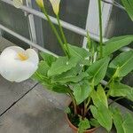 Zantedeschia aethiopica Yeri