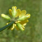 Scorpiurus muricatus Flower