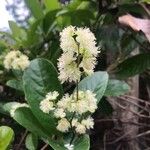 Tetracera sarmentosa Flower