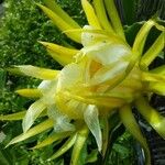 Hylocereus trigonus Flower