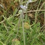 Salvia reflexa ഇല