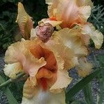 Iris barbatula Kwiat