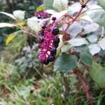 Phytolacca americanaFruit