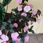 Achimenes grandiflora Лист