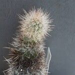 Haageocereus decumbens Drugo