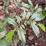 Virola sebifera Hoja