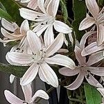 Clematis armandiЦвят