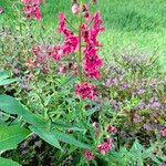 Angelonia angustifolia Flower