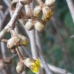 Hamamelis japonica Blüte