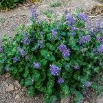 Nepeta grandiflora Hoja