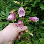 Campanula punctataŽiedas