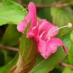 Weigela hortensis Flower